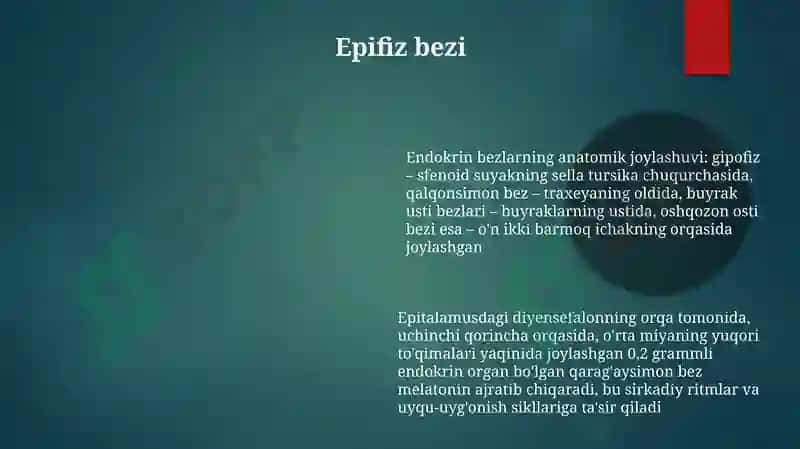 Endokrin bezlari 6
