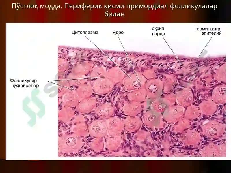 Аёллар жинсий тизими.Одам эмбриологиясининг асослари 6