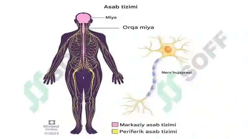 Nerv tizimi tuzilishi va uning psixik jarayonlardagi roli 6