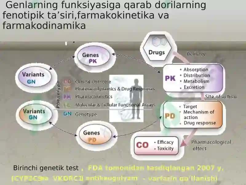 FARMAKOGENETIKAVA BIORITM 6