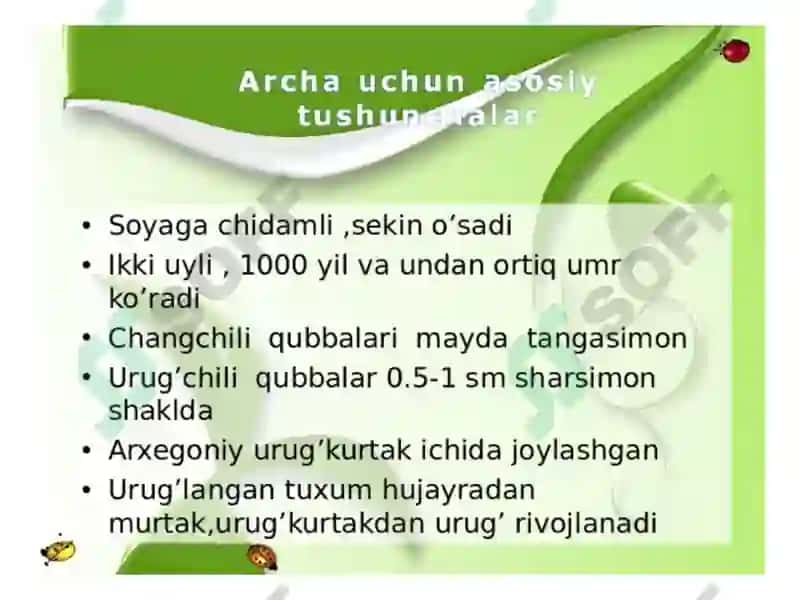 Sarvnamolar qabilasi 6