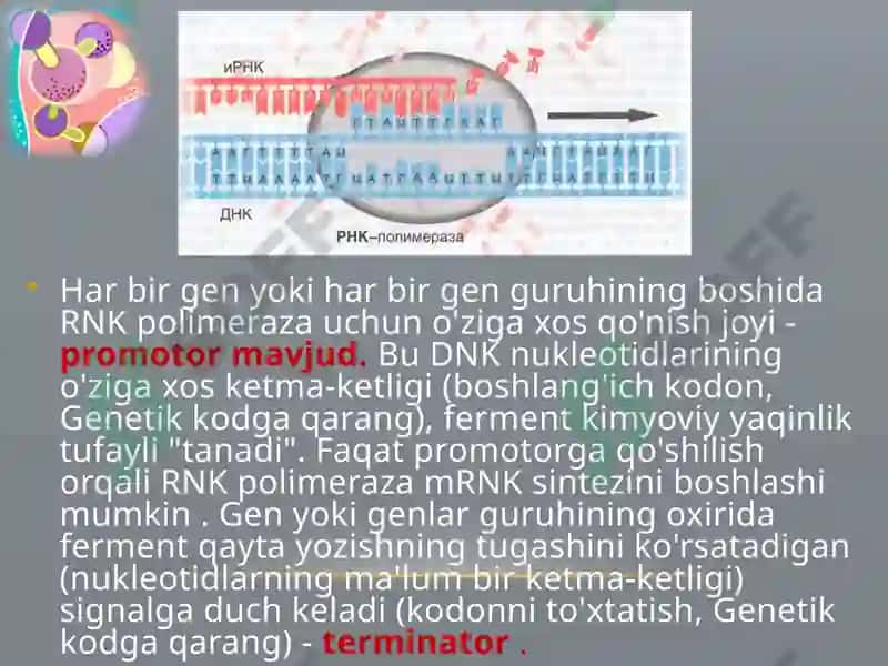 Oqsillar biosintezi 6