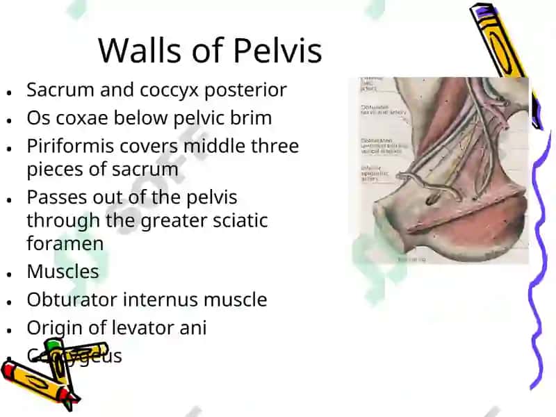 Pelvis 7