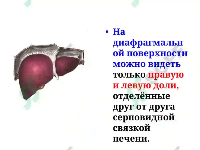 Строение и функции печени 7