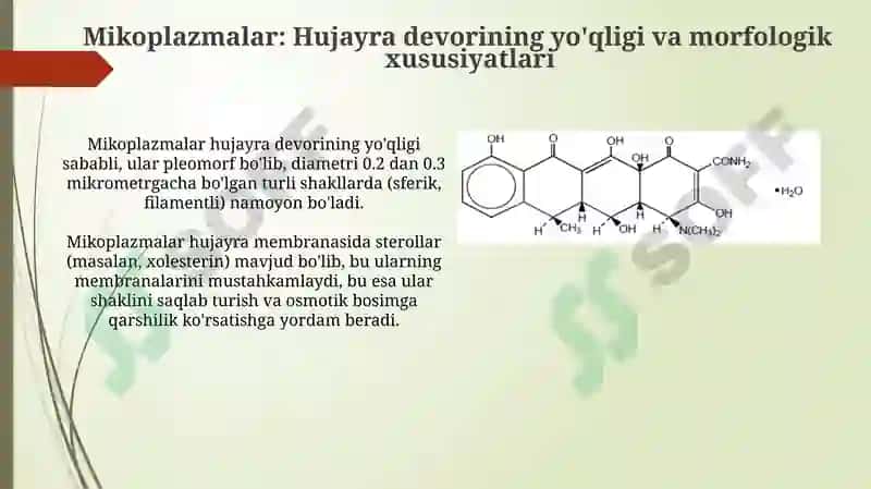 Bakteriyalarning morfologiyasi 7