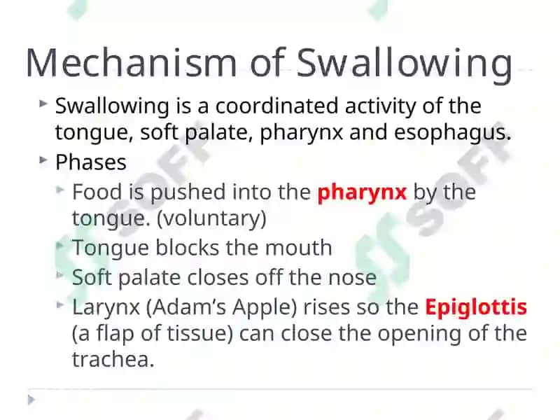 The Alimentary Tract 7