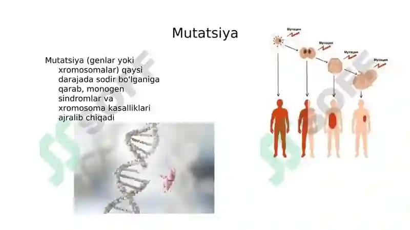 Bosh miyya va orqa miyya tug'ma rivojlanish nuqsonlari 7