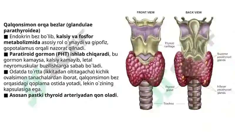 BO’YINNING CHUQUR TUZILMALARI 7