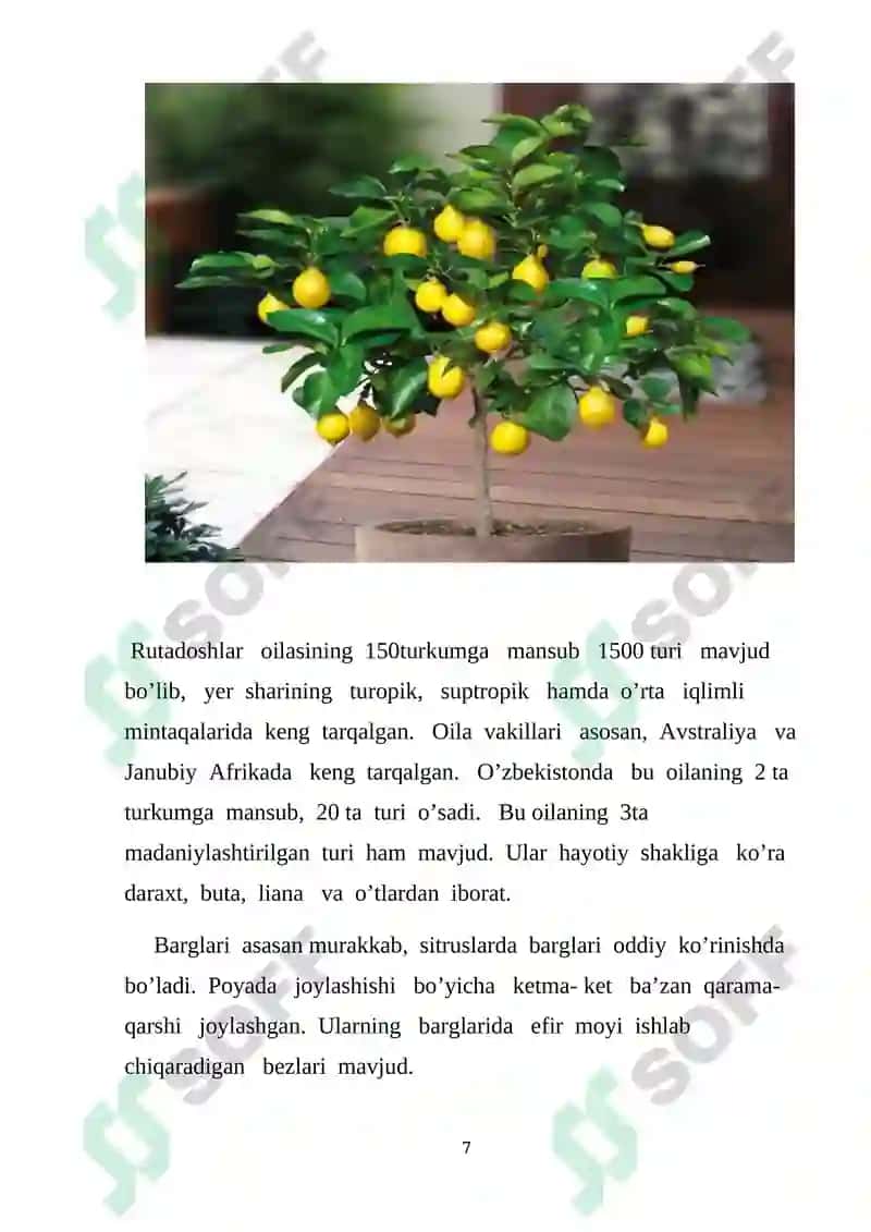 Rutadoshlar va Isiriqdoshlar oilasi biologik ahamiyati 7