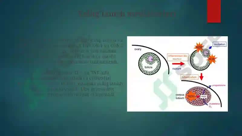 Ayollarjinsiytizima'zolariyallig'lanishjarayoninipatofiziologiyasi 7