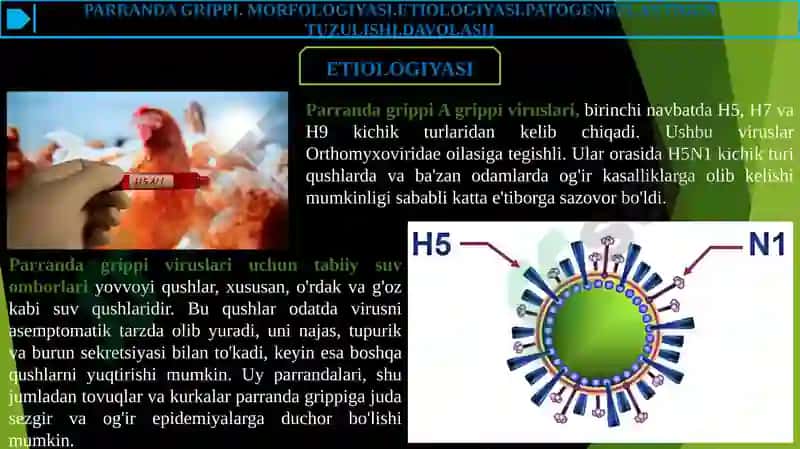 PARRANDA GRIPPI 7