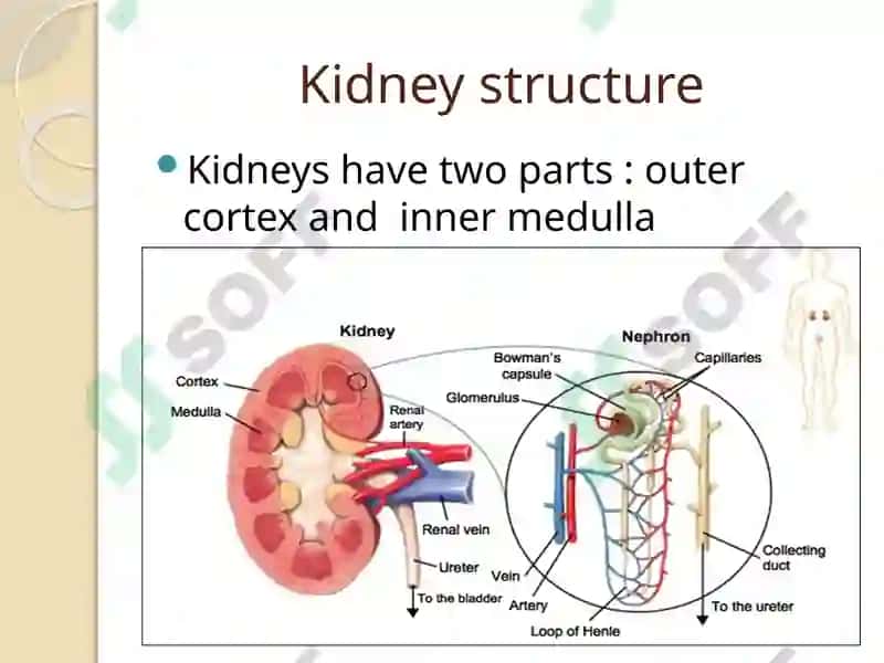 Urine Formation 7