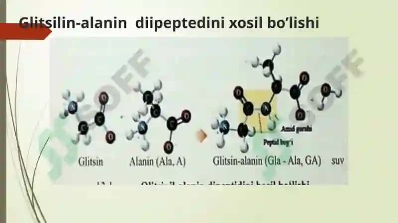 Oqsil tabiatli peptidlar 7