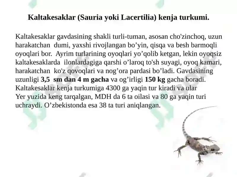 Sudralib Yuruvchil Ar (Reptilia) Sinfining Sistematikasi 7