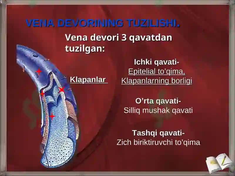 YURAK QON-TOMIR TIZIMINING UMUMIY ANATOMIYASI 7
