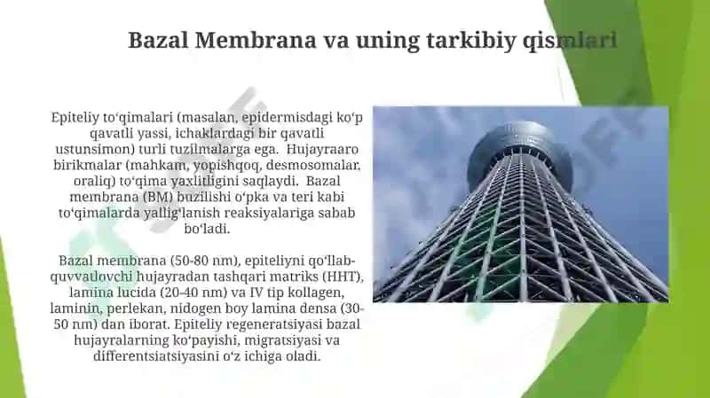 Epiteliy toʻqimasi tuzilishi va regeneratsiyasi 7