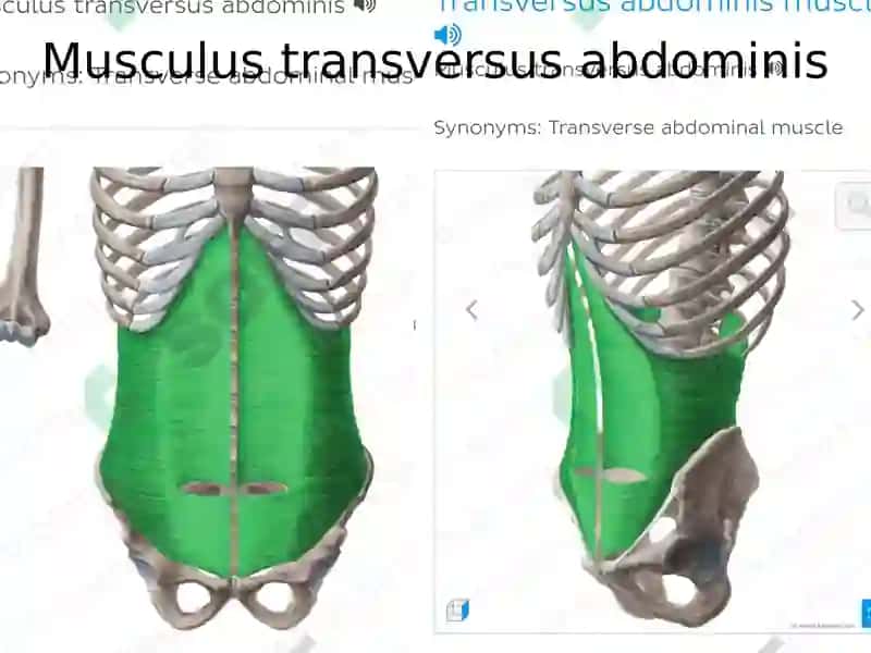Systemaurinarium 7