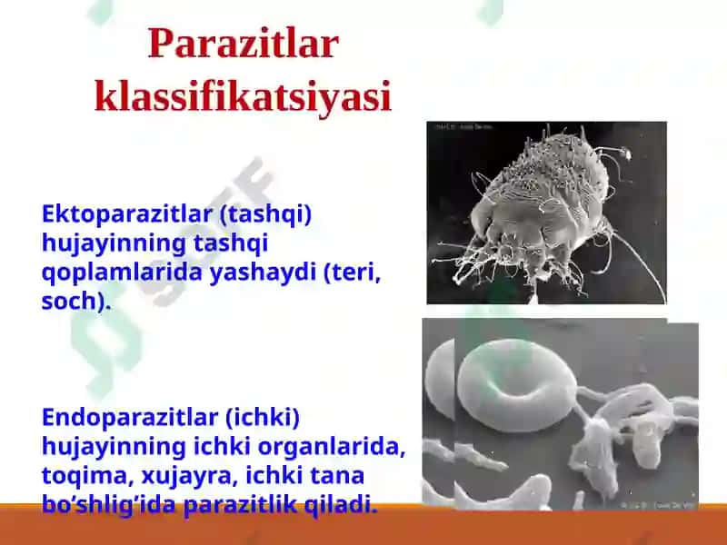 Tibbiyparazitologiya.Tibbiyprotozoologiya 7