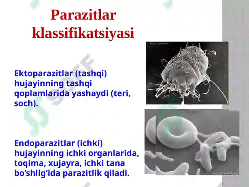 Tibbiyparazitologiya.Tibbiyprotozoologiya 7
