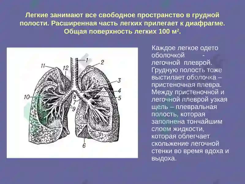 Rus tili fanidan mustaqil ish. nafas olish sistemasiga 7