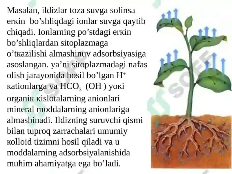 Ildizlardaionlarning tashiluvi 7