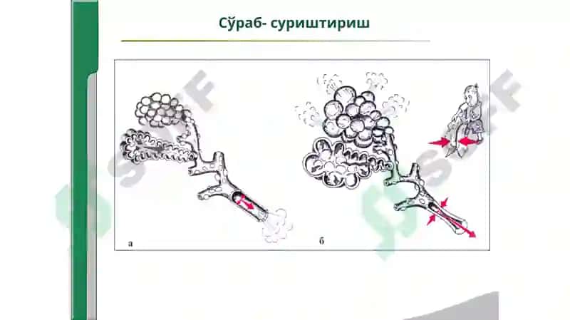 Хансираш 7