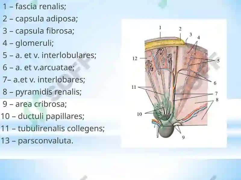 Nefropatiya 7