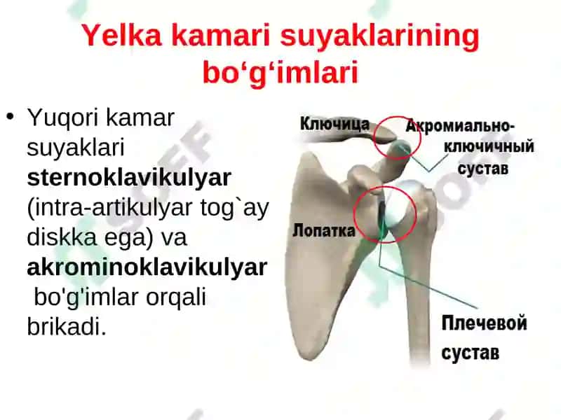 Gavda skelet. Bosh skeleti, gavda skeletining suyaklari 7