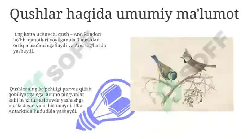 Qushlar turlari va ular haqida malumotlar 7