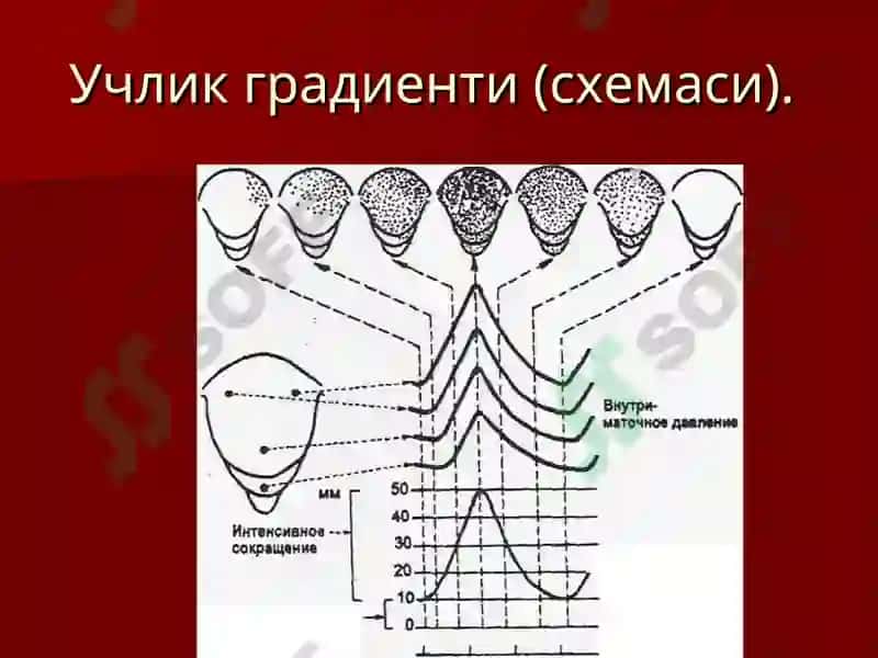 Патологик тугрук 7