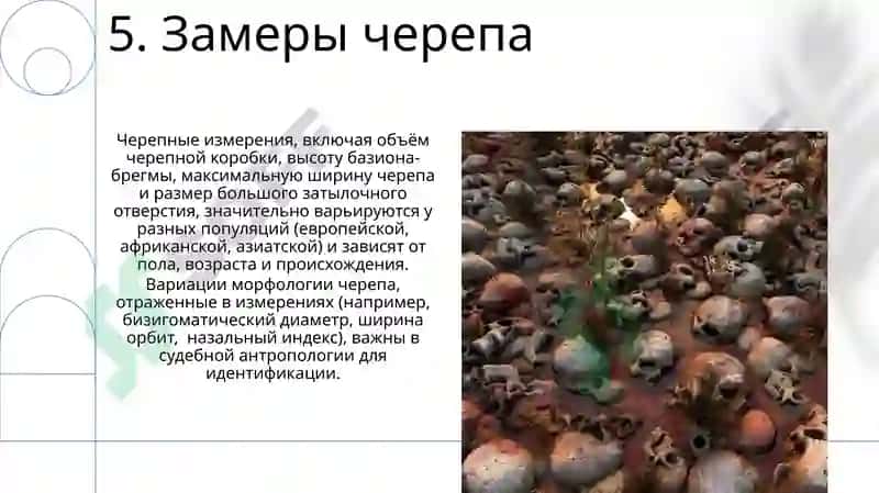 Череп 7