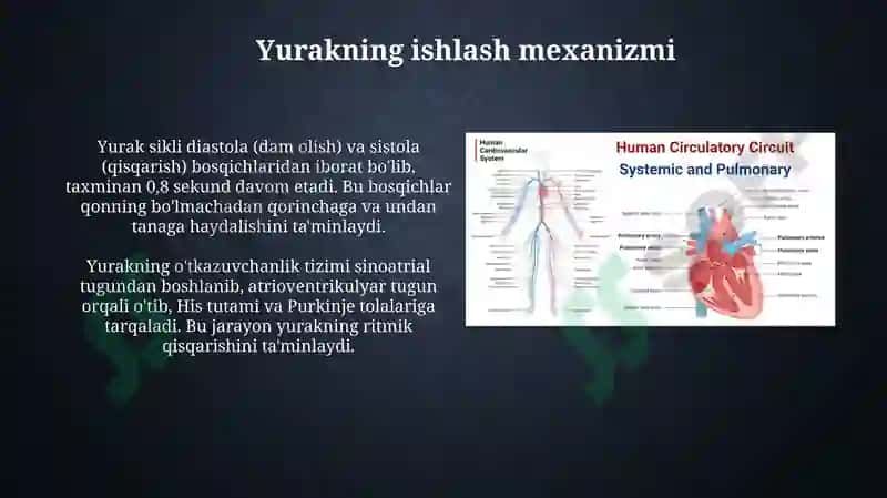 Qon aylanishining ahamiyati yurak tuzilishi 7