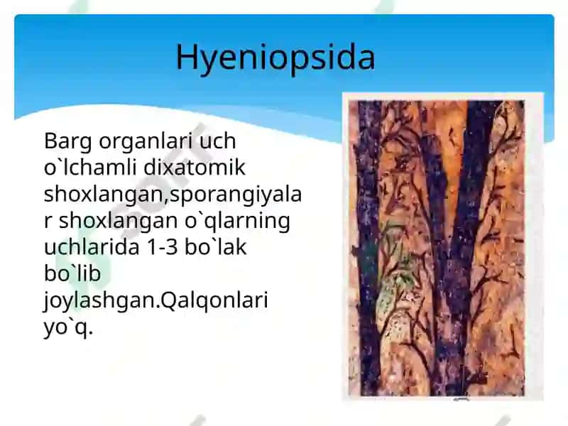 Qirqbo`g`imtoifao`simliklar 7