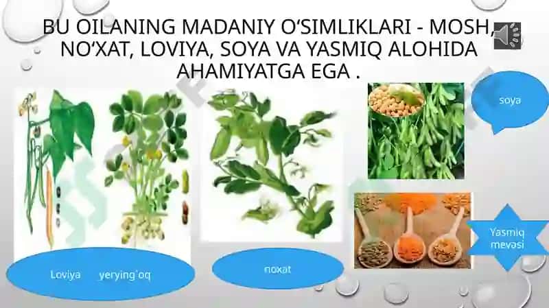Burchoqdoshlar oilasi 7