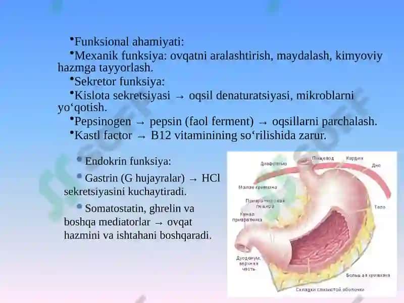 Oshqozon va qizilongach anatomiyasi,fiziologiyasi,tekshiruv usullari va ularning klinik simptomatikasi 7
