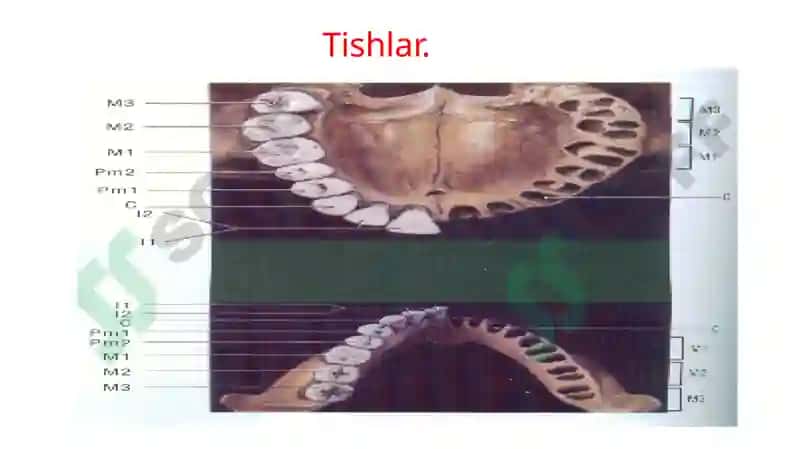 Hazm tizimining a’zolari, Nafas olish a’zolari 8