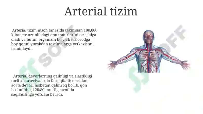 Umurtqali hayvonlarning qon aylanish sistemasi 8
