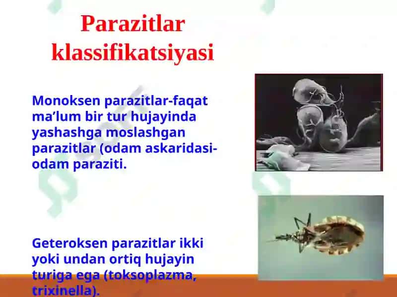 Tibbiyparazitologiya.Tibbiyprotozoologiya 8