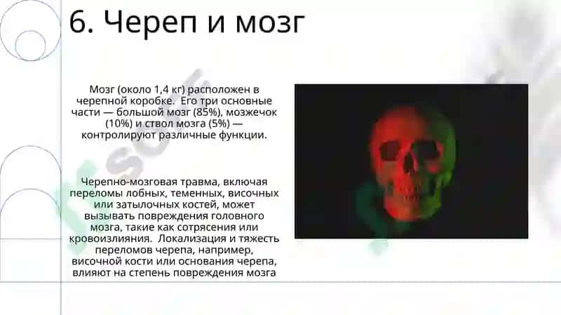 Череп 8