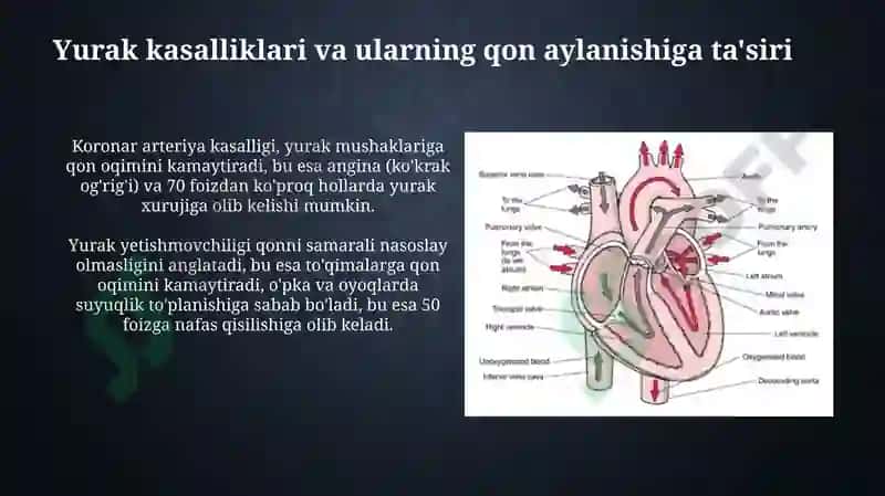 Qon aylanishining ahamiyati yurak tuzilishi 8