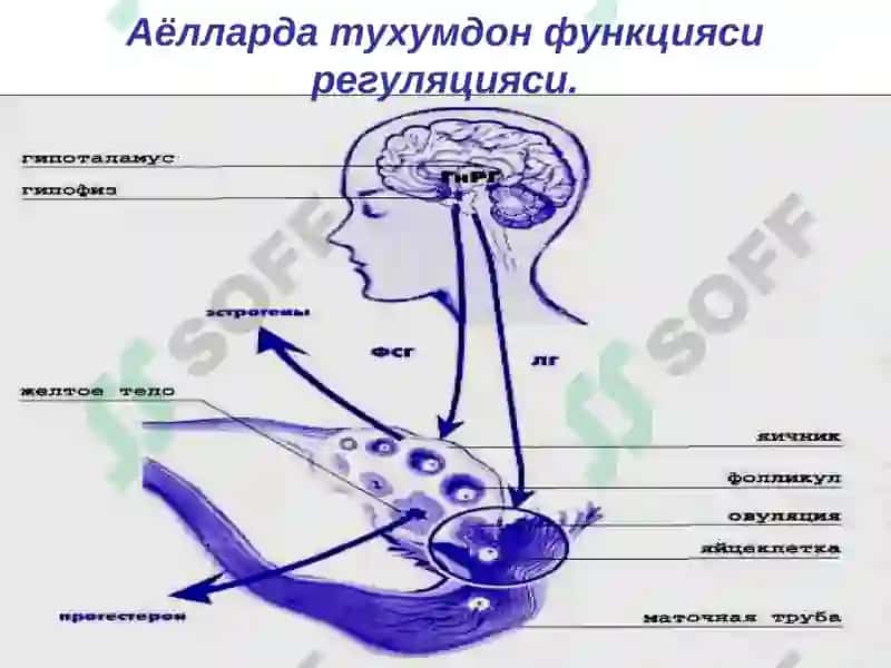 Бепуштлик 8
