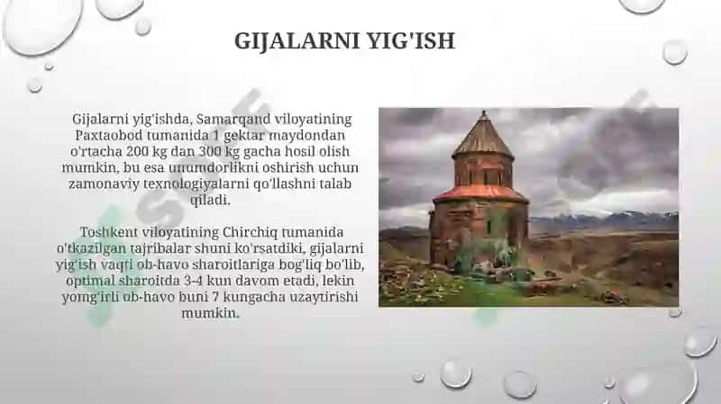 Gijalar 8
