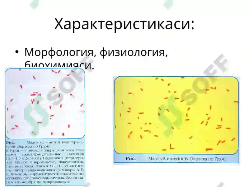 Salmonella classification 8