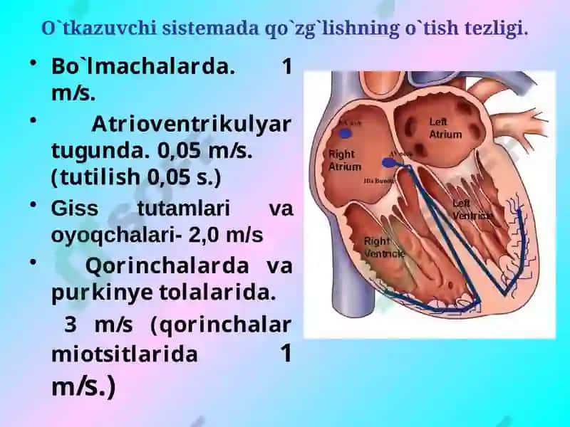 Yurak mushaklarining fiziologik vazifalari normal EKG 8