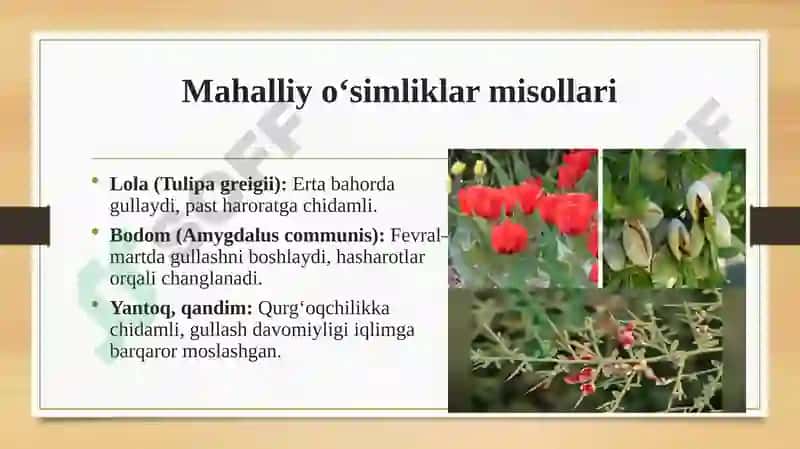 Turli xil o'simliklar misolida xususan mahalliy va introdusent o'simliklarda gullash biologiyasini o'rganish 8