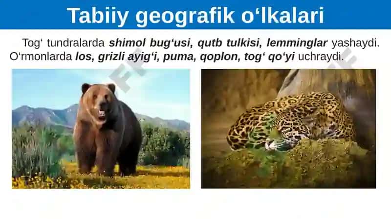 Shimoliy Amerikaning Tabiiy Geografik Ko‘lkalari va Xolisi 8