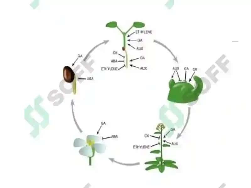 Ҳужайралар суспензион культураси 8