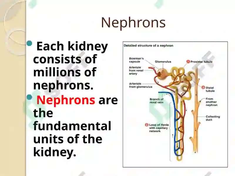 Urinary system 8