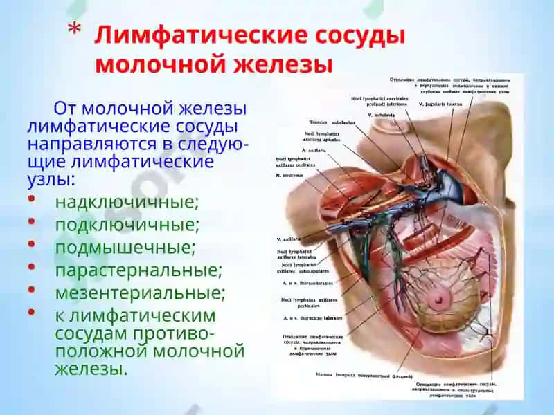 Топографическая анатомия и оперативная хирургия 8