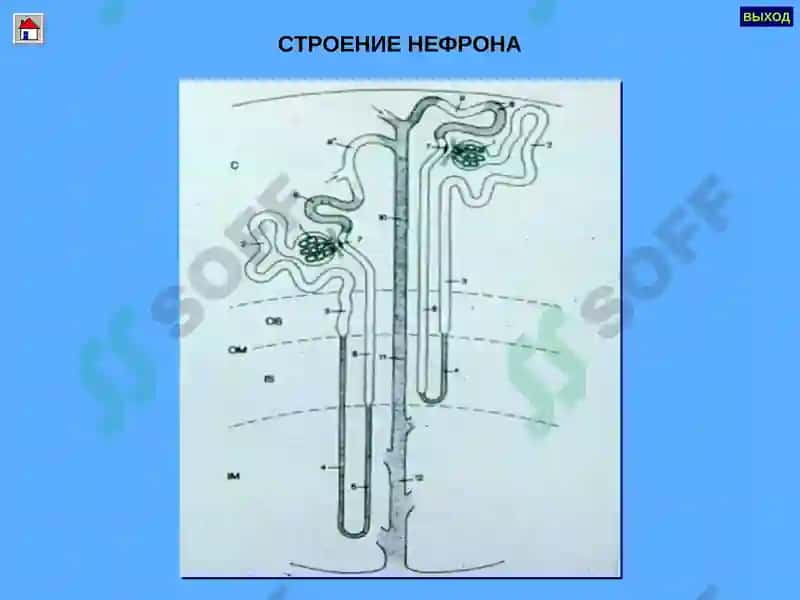 Гломерулонефритлар 8
